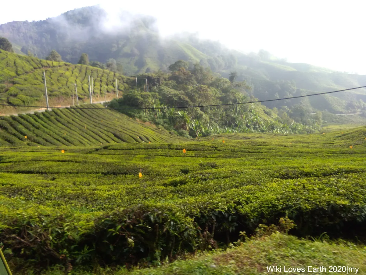 Terraced rows of tea bushes on misty hills at the BOH tea plantation