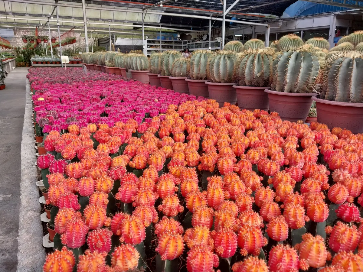 Rows of colourful potted cacti at a garden in the Cameron Highlands