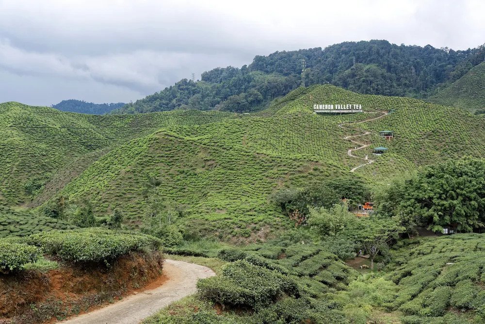 金马伦高原翠绿的茶园山丘