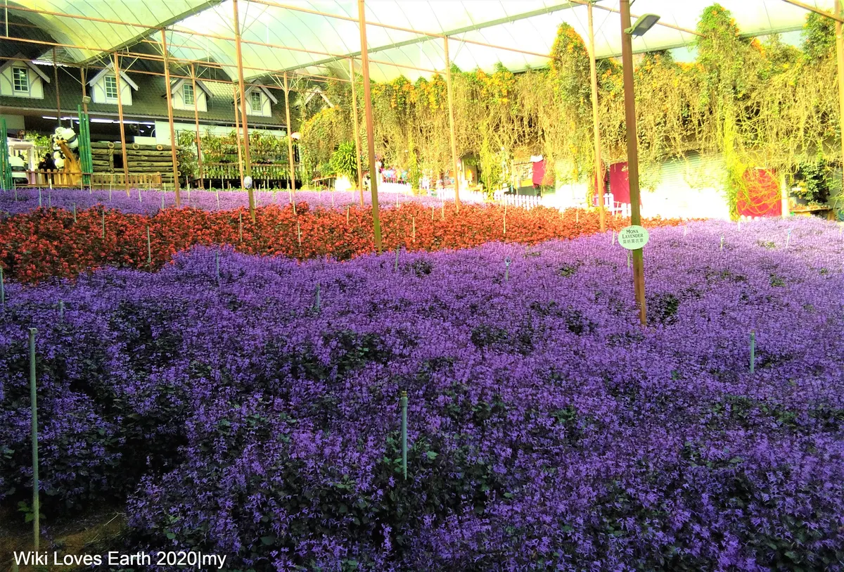 A field of purple flowers at the Cameron Lavender Garden