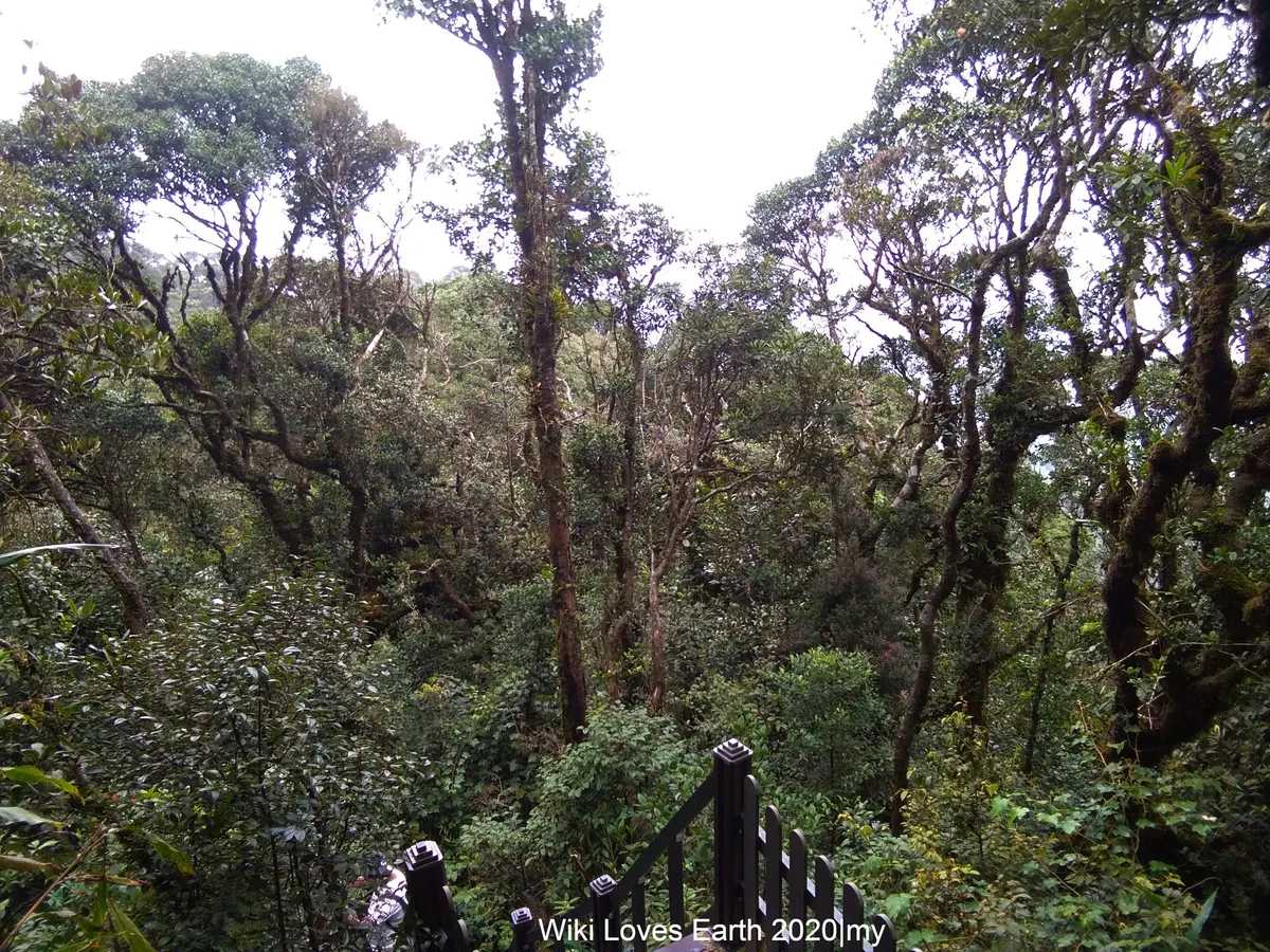 Misty mossy forest trees and a wooden walkway in the Cameron Highlands